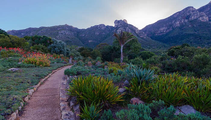 Kirstenbosch Botanical Gardens