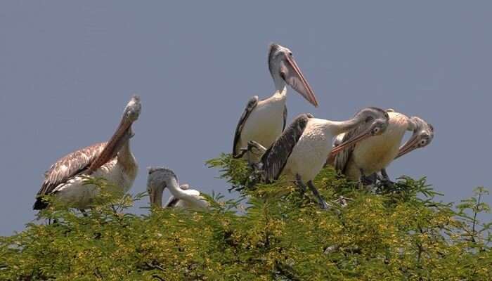 Kokkare Bellur Bird Sanctuary