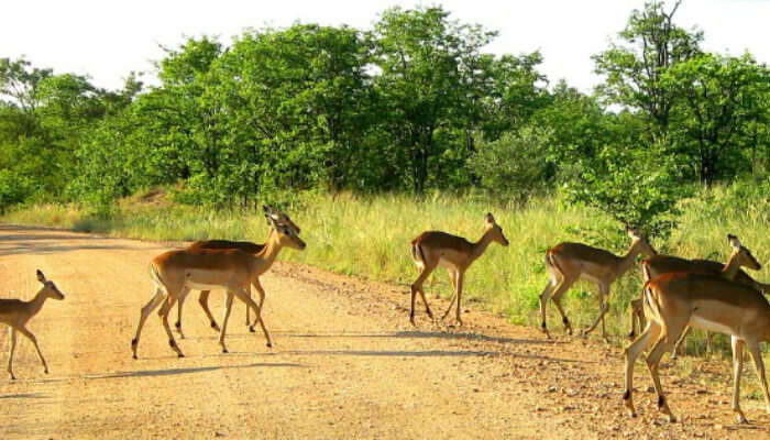 Kruger National Park