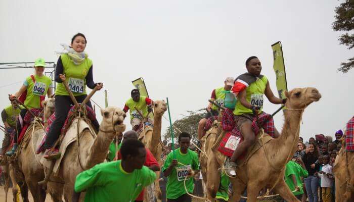 camel race