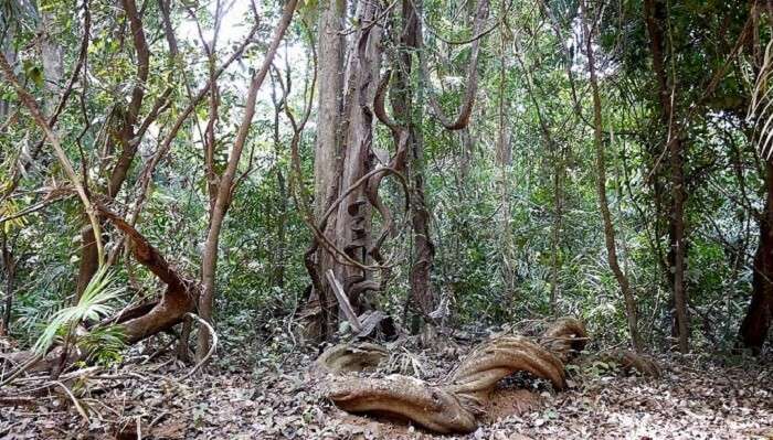 Bhagwan Mahavir Wildlife Sanctuary