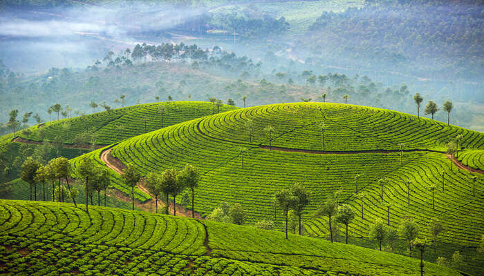 munnar tea plantations view