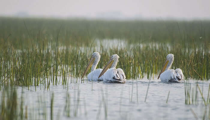 Nalsarovar