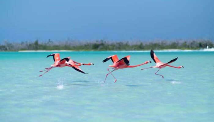 Playa Los Flamencos in Cuba