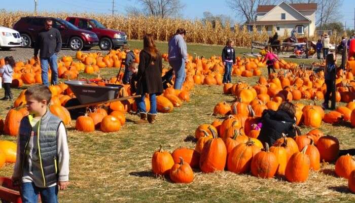 Pumpkin Festival is famous in california