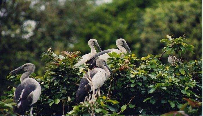 Ranganathittu Bird Sanctuary