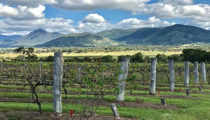 Reviving Hours At Kooroomba Lavender Farm