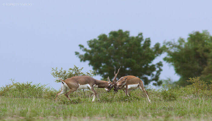 National Parks & Wildlife Sanctuaries in Andhra Pradesh |_100.1
