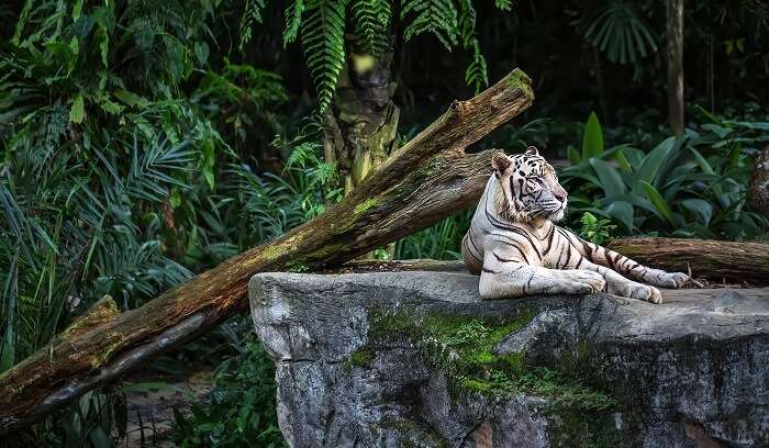 visit to singapore zoo