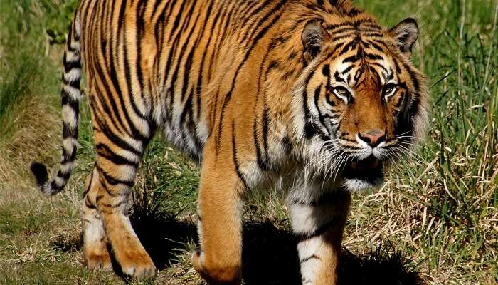 Top 12 Wildlife Sanctuaries In Odisha For An Adventurous Trip In 2022!