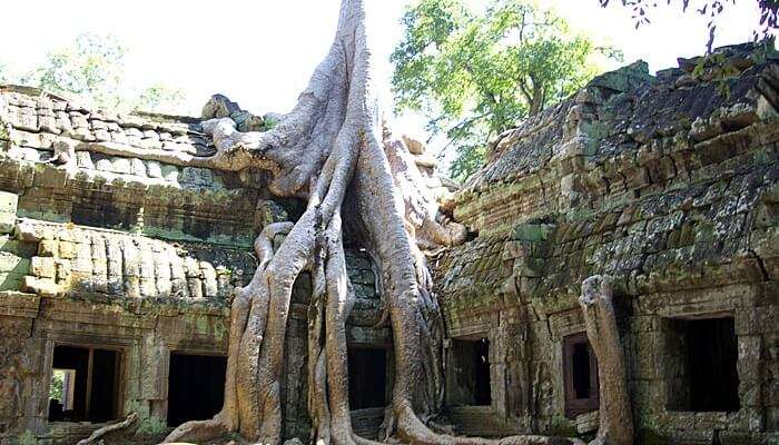 A glorious view of Ta Prohm