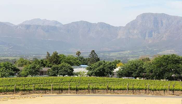 Take A Wine Tour On Horseback