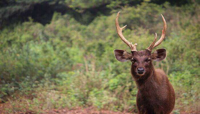 7 Wildlife Sanctuaries In Arunachal Pradesh To Witness The Wild In 2022