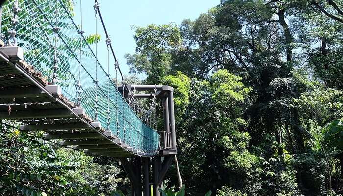 Taman Negara National Park: Go Trekking