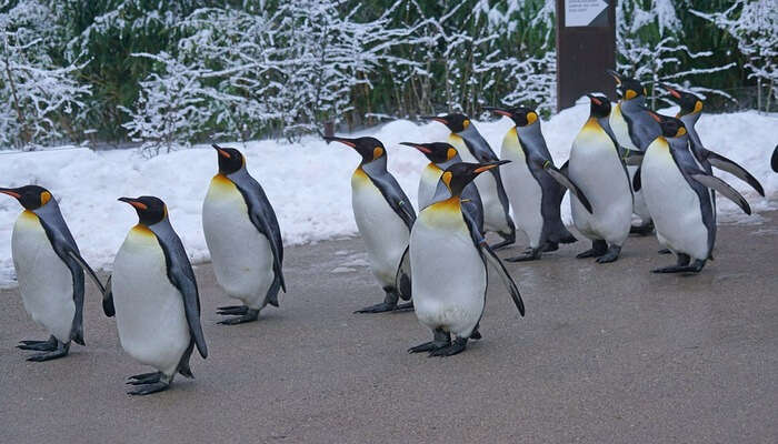 Parade Penguin