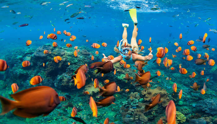 Underwater Attractions of Bahamas