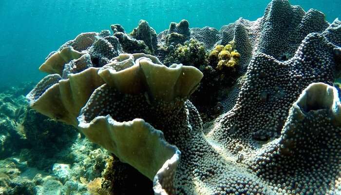 Underwater Attractions of Maldives