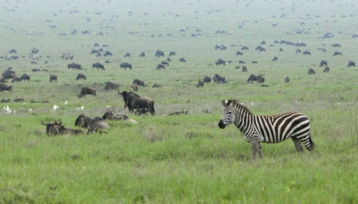 zebra and wildebeest