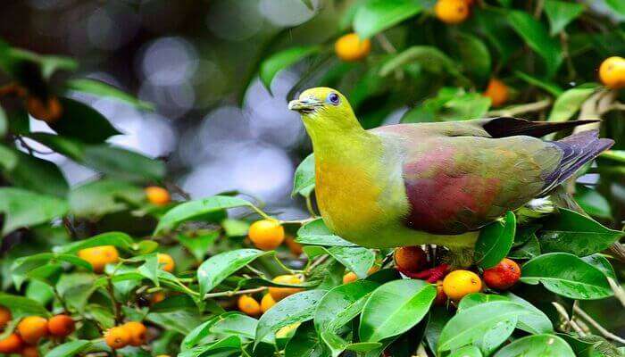 Ghosu Bird Sanctuary