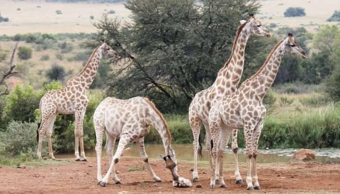 giraffes