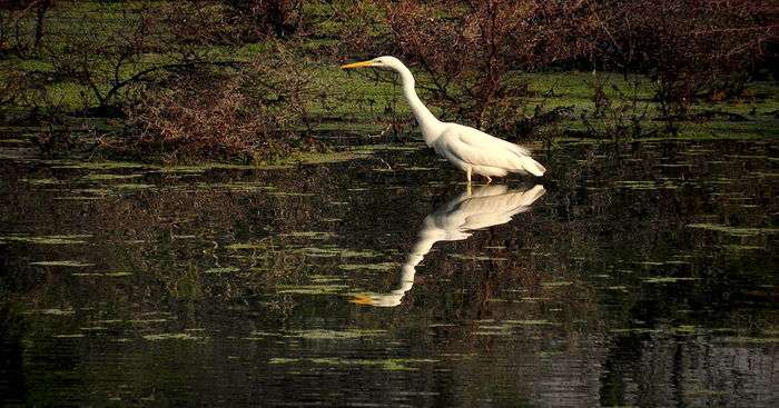 Best Keoladeo Ghana National Park