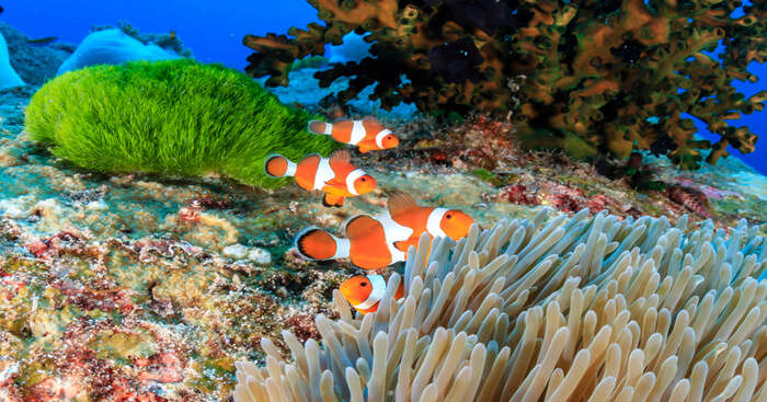 Best Snorkeling In Koh Samui