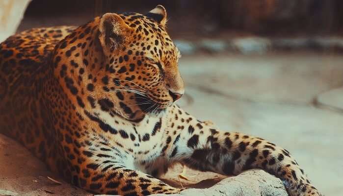 Wildlife Sanctuaries In Odisha That Will Let You Explore Its