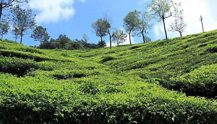Coonoor Tea plantations 