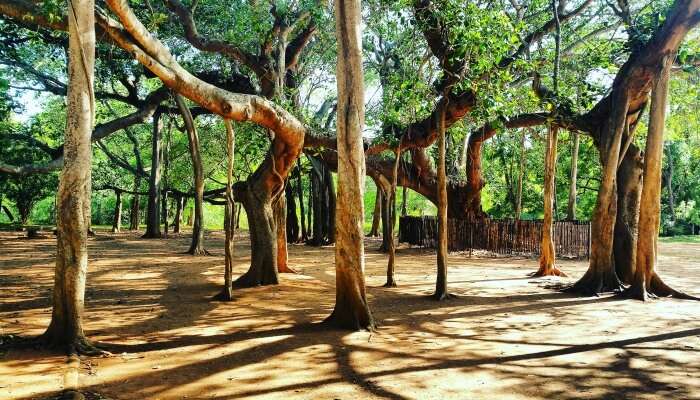 auroville is the best 