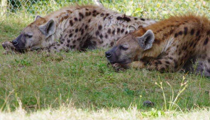 Hyenas Resting