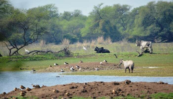 bharatpur is the best place