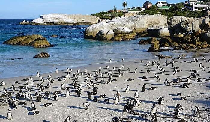 get to see the african penguins