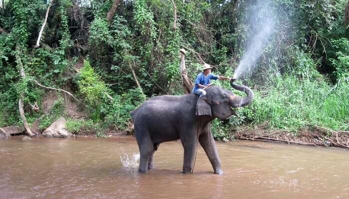 Elephant Training Camp alleppey