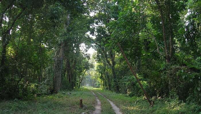 gorumara national park