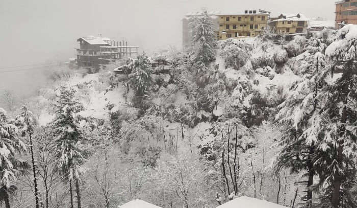 snow-covered trees and houses