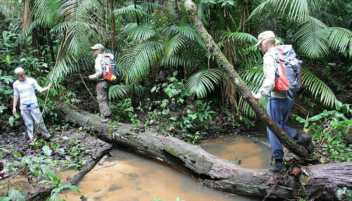 Jungle Trekking