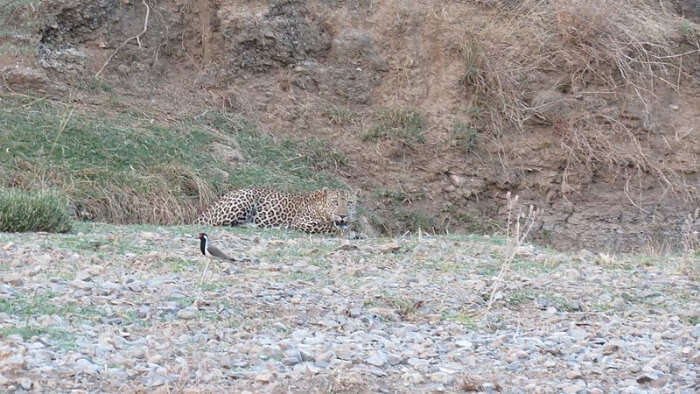 Leopard  at Kailadevi Wildlife Sanctuary