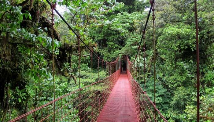 this forest is amazing - Costa Rica In December