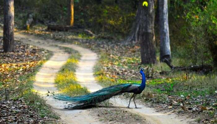 peacock