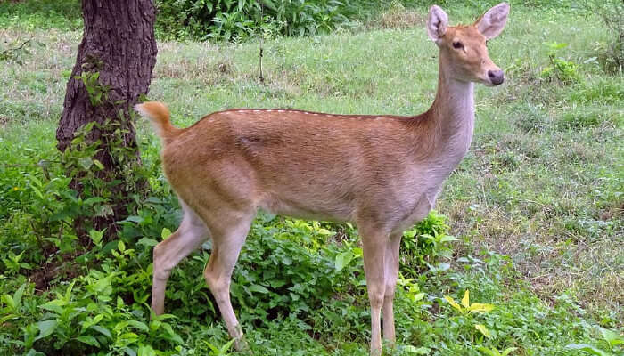 Deer at Ramgarh Vishdhari Wildlife Sanctuary