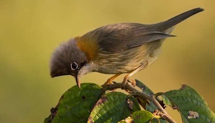 One day an astronomer saw a very rare bird species