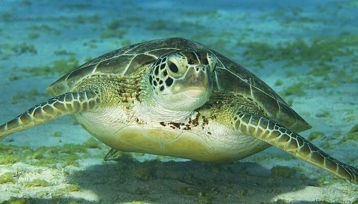 green-sea-turtle1