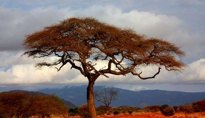 kenya plains