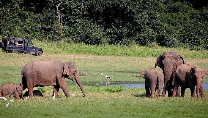 bandhavgarh elephant safari