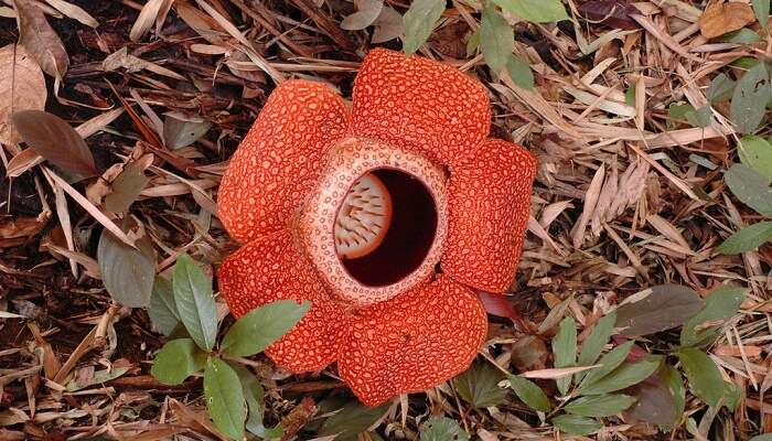 Rafflesia