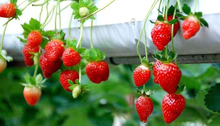 Strawberry Farm