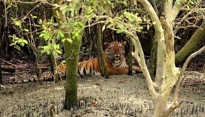 Sunderbans Tiger Reserve