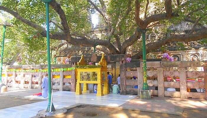 entrance and timings for mahabodhi temple