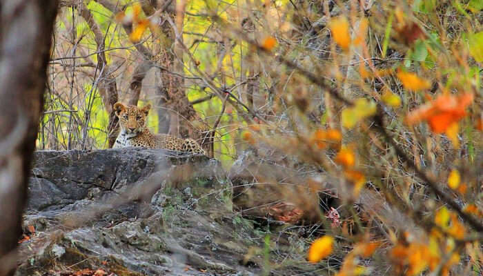 Leopard in Bandhavgarh National Park