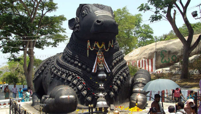 Nandi Bull in India